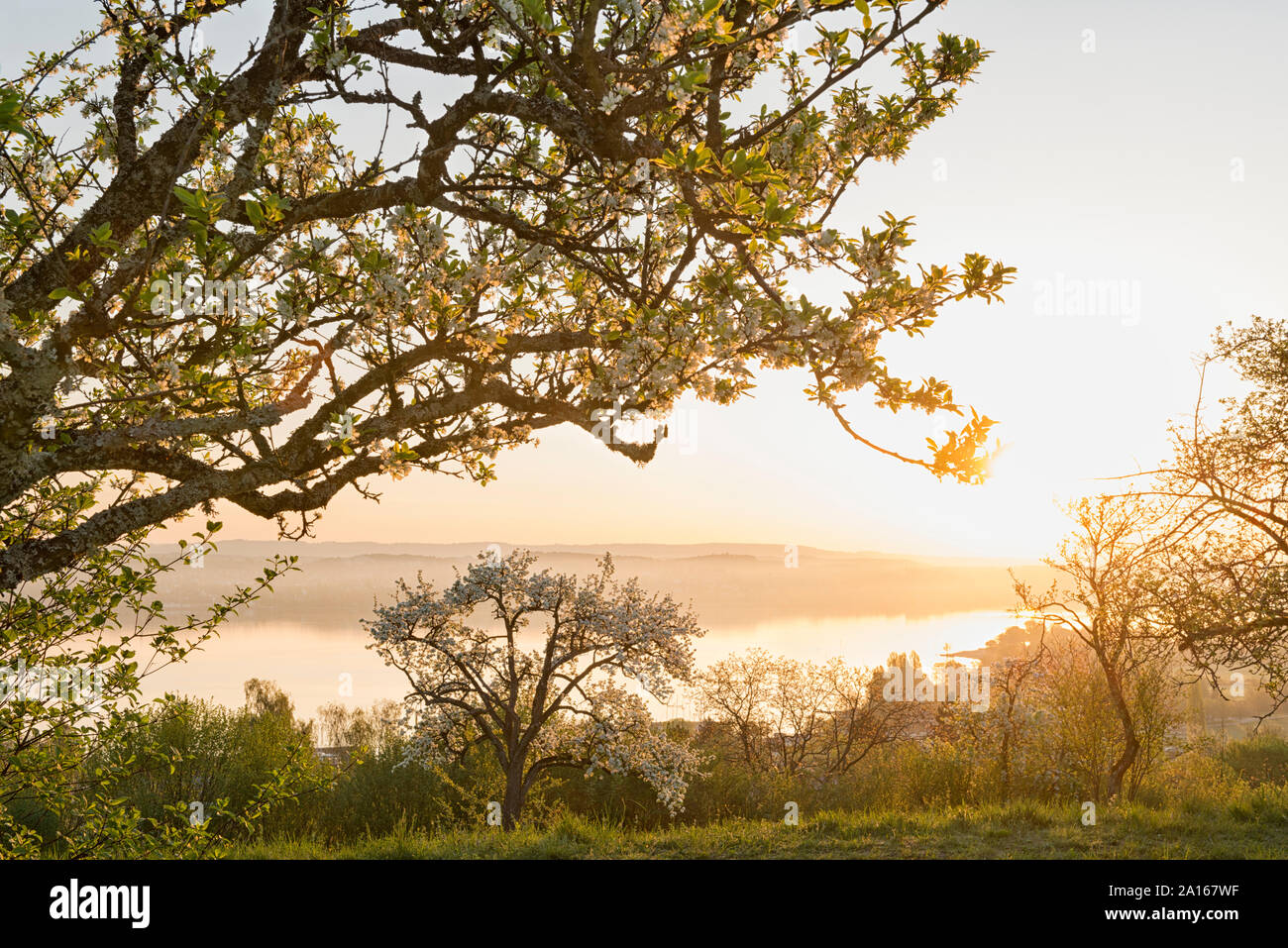 Germany, Baden-Wurttemberg, Lake Constance and trees at sunrise Stock Photo