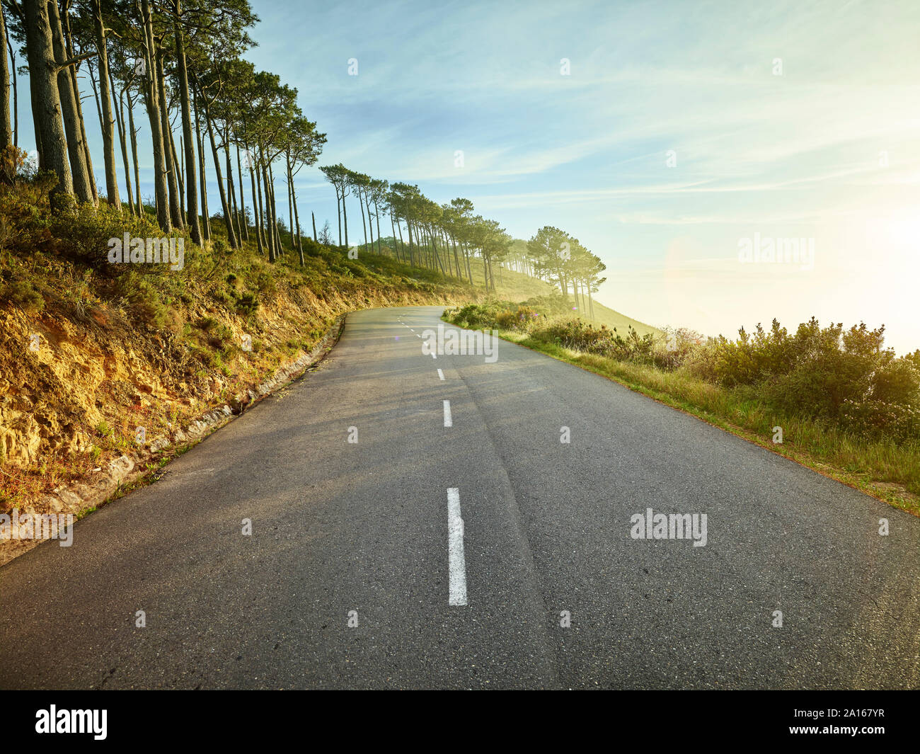 Trees along empty highway toward Signal Hill at dawn, Cape Town, South Africa Stock Photo