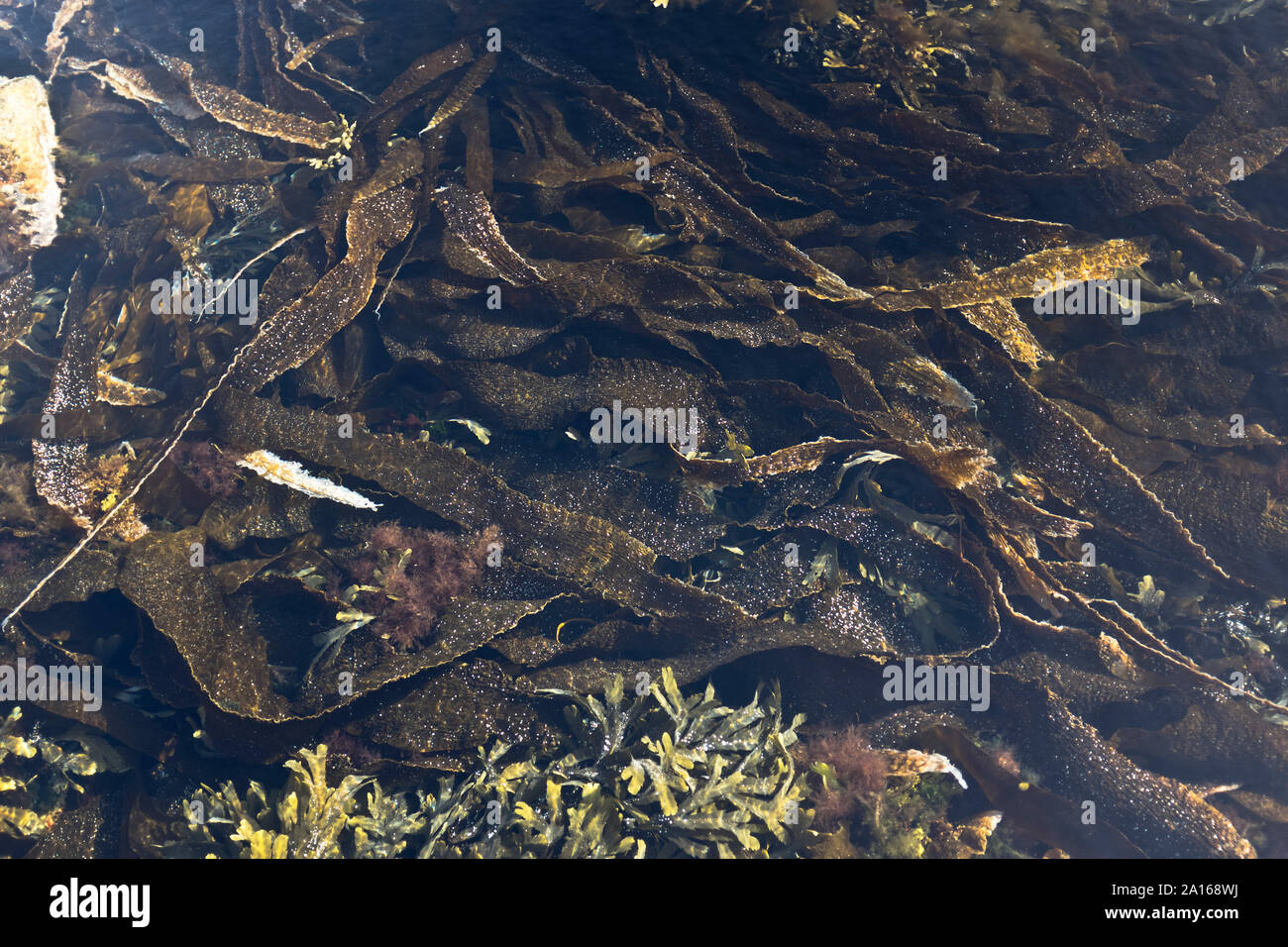 dh Kelp SEAWEED MARINE Brown algae seaweeds scotland laminaria sea Stock Photo
