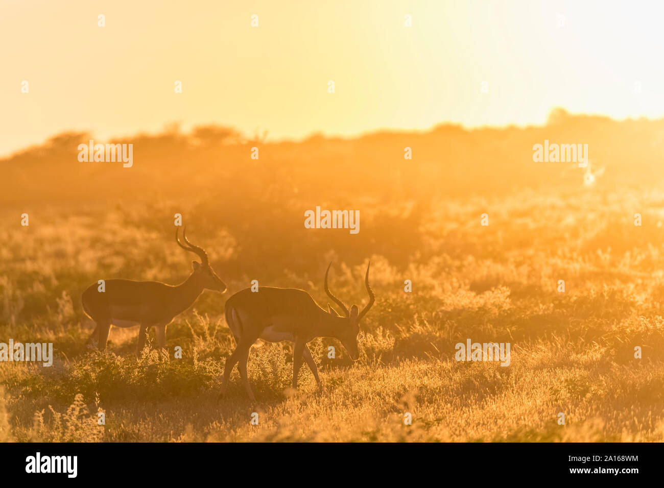 Africa, Namibia, Etosha National Park, Impalas, Aepyceros melampus, at sunrise Stock Photo
