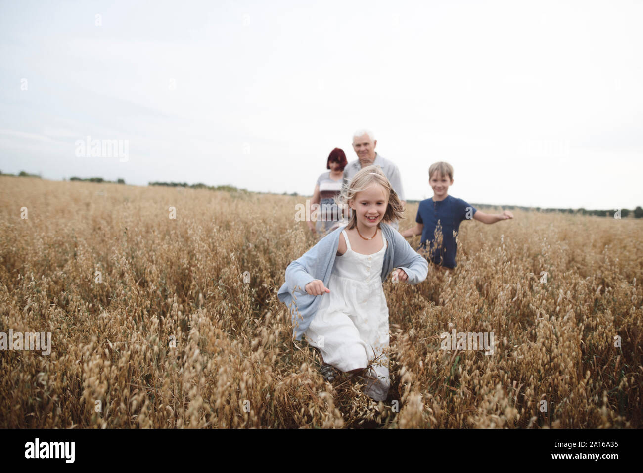 Portrait of happy girl running in an oat field while brother, grandmother and grandfather following her Stock Photo