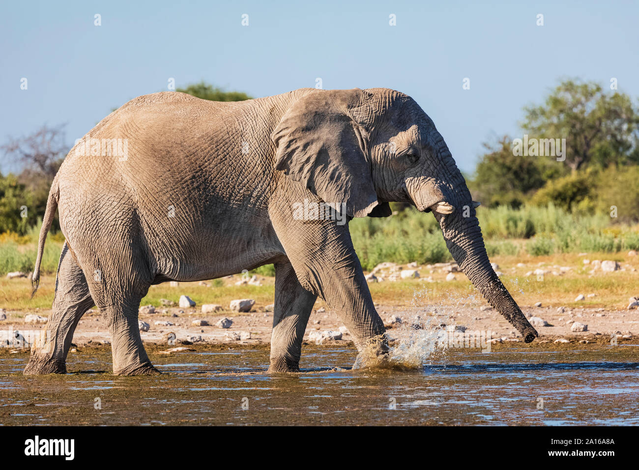 Namibia, Etosha National Park, African Elephant walking through waterhole Stock Photo
