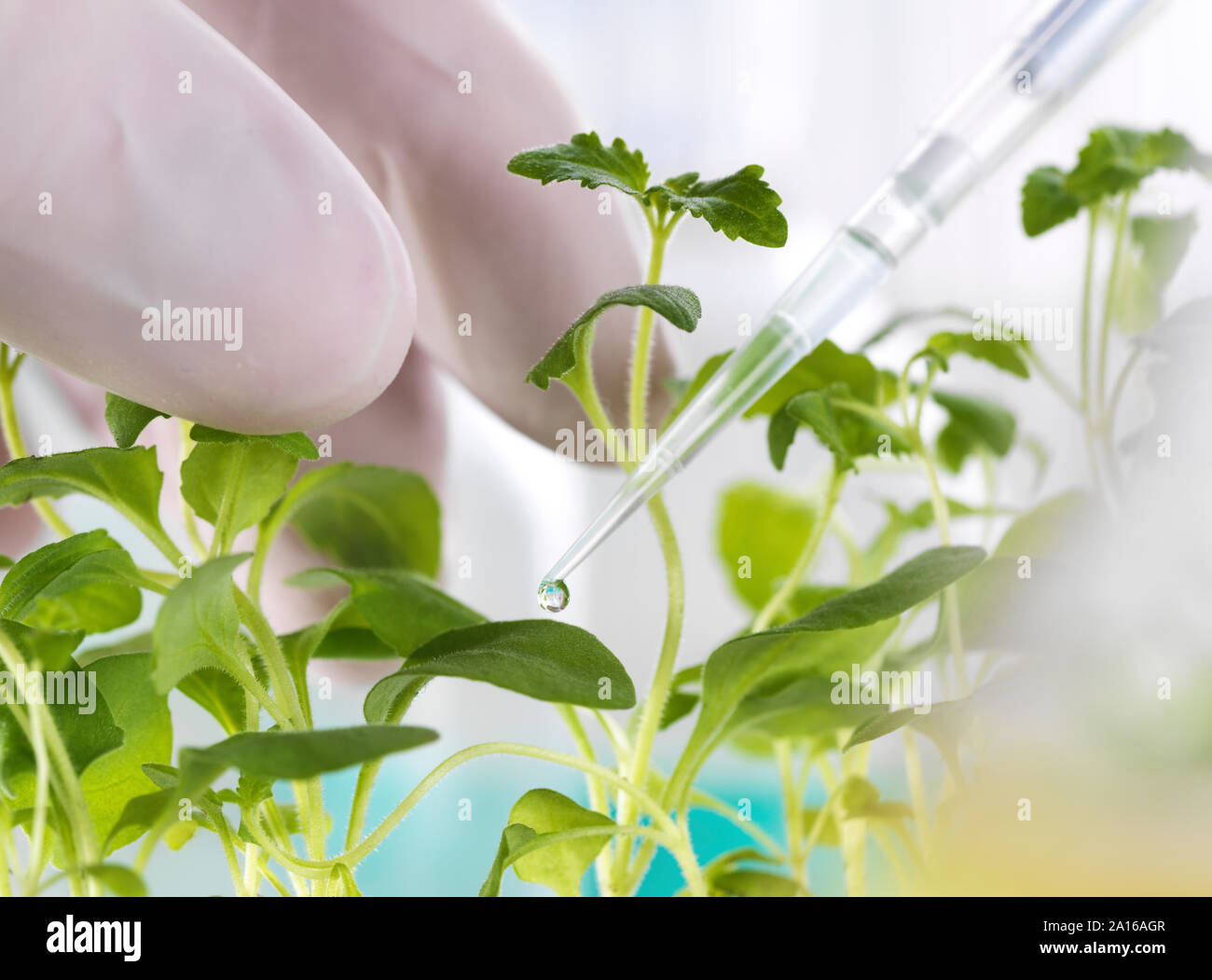 Scientist pipetting sample onto a seedling Stock Photo