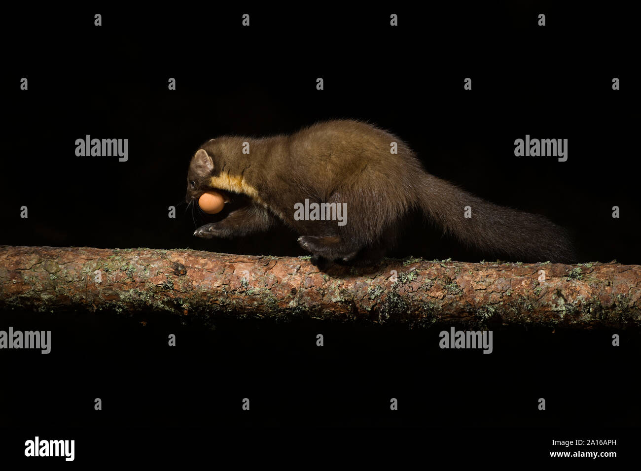 Pine marten with egg in mouth on tree in forest during night, Scotland Stock Photo