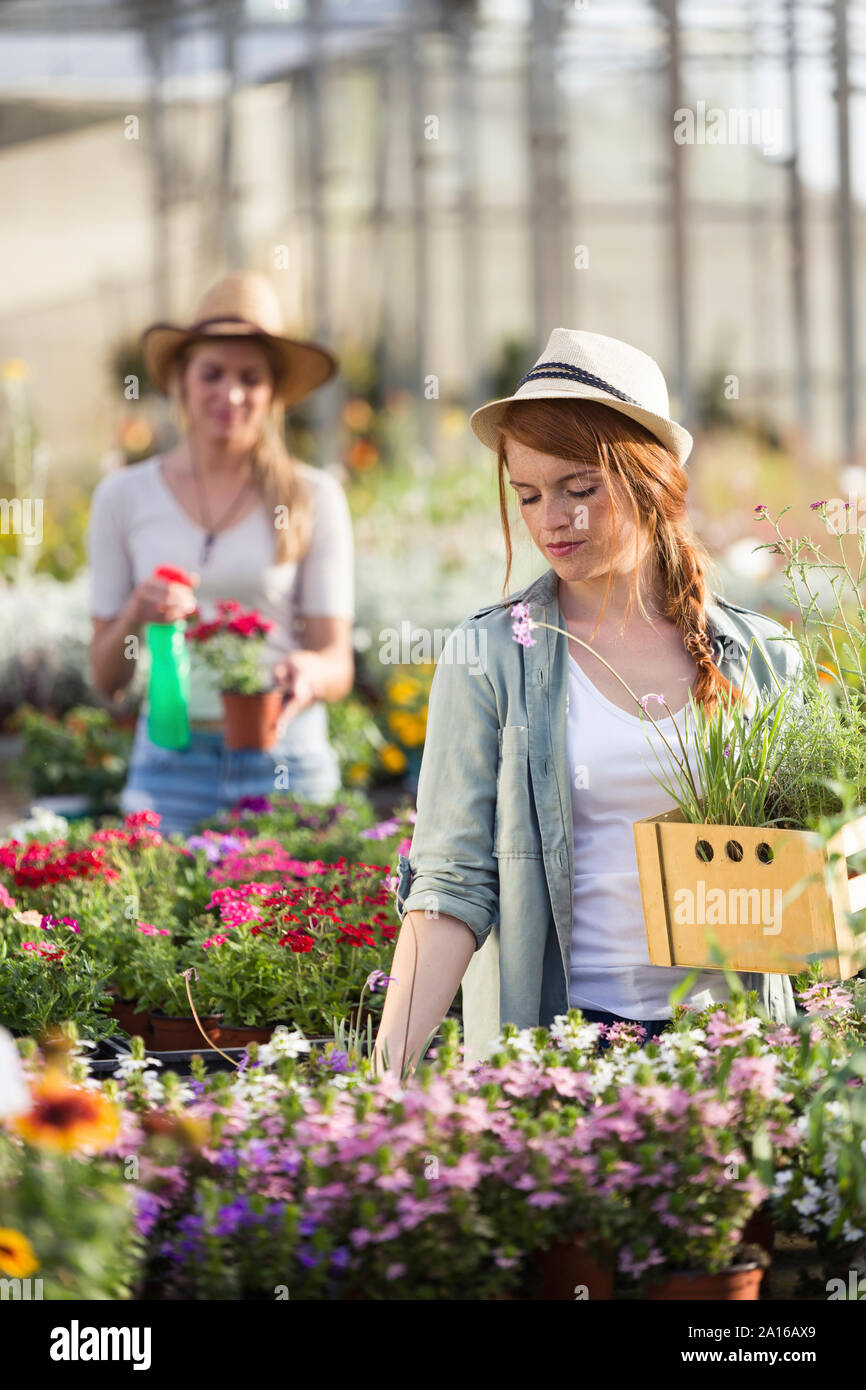 Two young women taking care of plants and flowers in the greenhouse ...