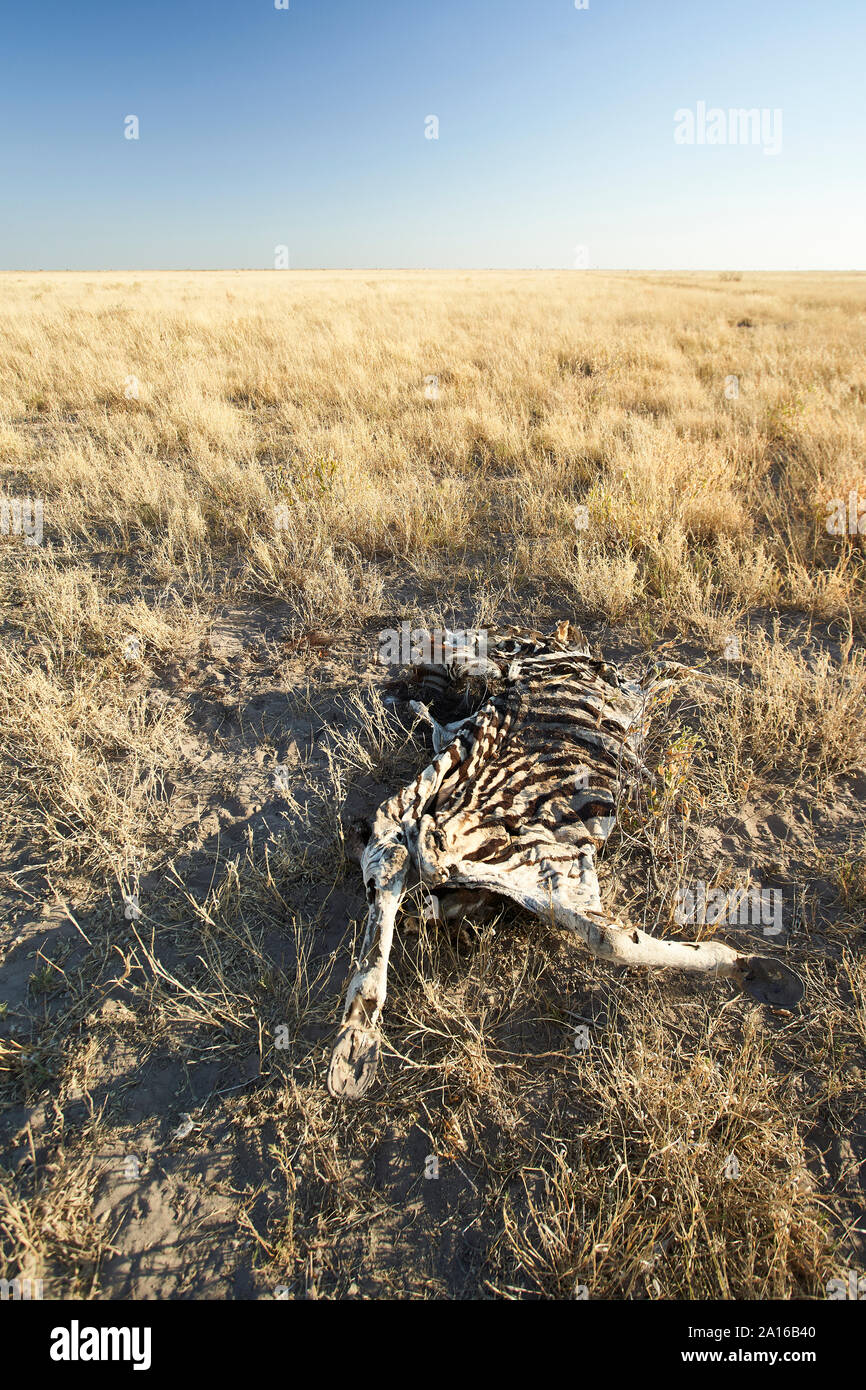 Zebra remains, Makgadikgadi Pans, Botswana Stock Photo - Alamy