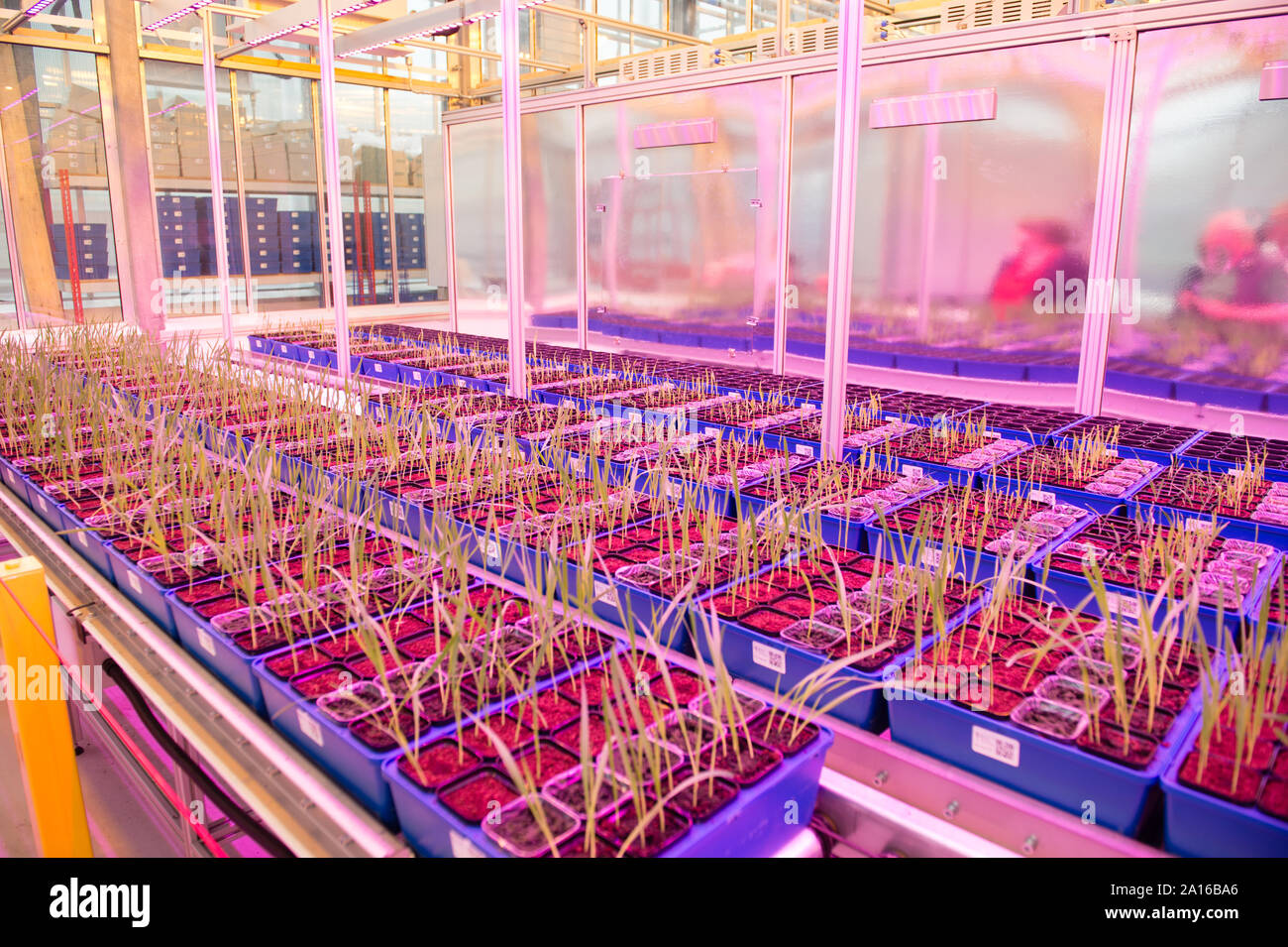 Plants growing under highly controlled conditions in the National Plant  Phenomics Centre, at IBERS (The Institute of Biological, Environmental and Rural Sciences ), Aberystwyth University, Wales UK. The Centre employs a multidisciplinary approach,  bringing together engineers, computer scientists, and mathematicians to work with biologists to address how genetics and environment interact to give rise to the characteristics (or phenotype) of the individual organism. Stock Photo