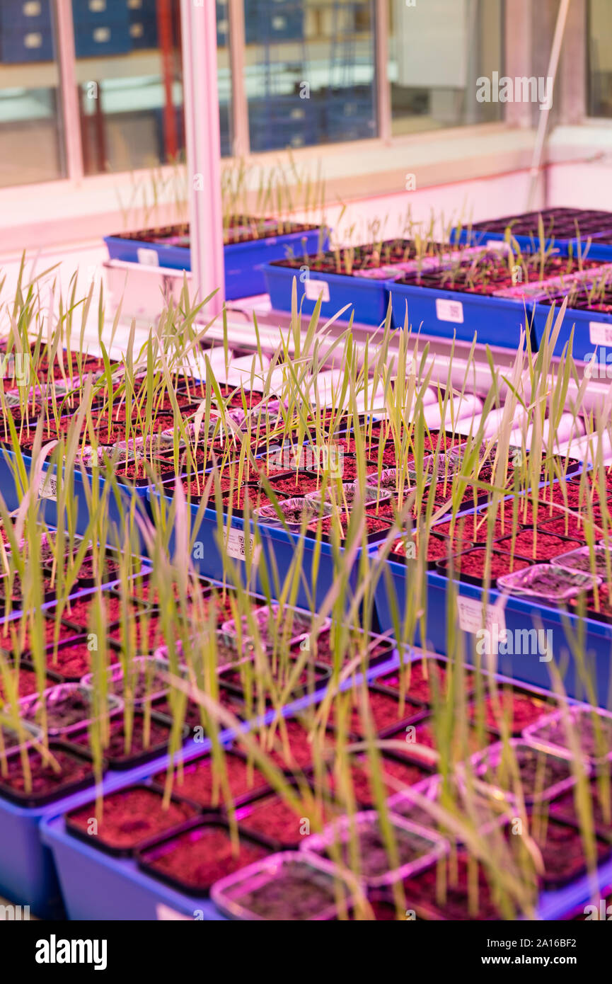 Plants growing under highly controlled conditions in the National Plant  Phenomics Centre, at IBERS (The Institute of Biological, Environmental and Rural Sciences ), Aberystwyth University, Wales UK. The Centre employs a multidisciplinary approach,  bringing together engineers, computer scientists, and mathematicians to work with biologists to address how genetics and environment interact to give rise to the characteristics (or phenotype) of the individual organism. Stock Photo