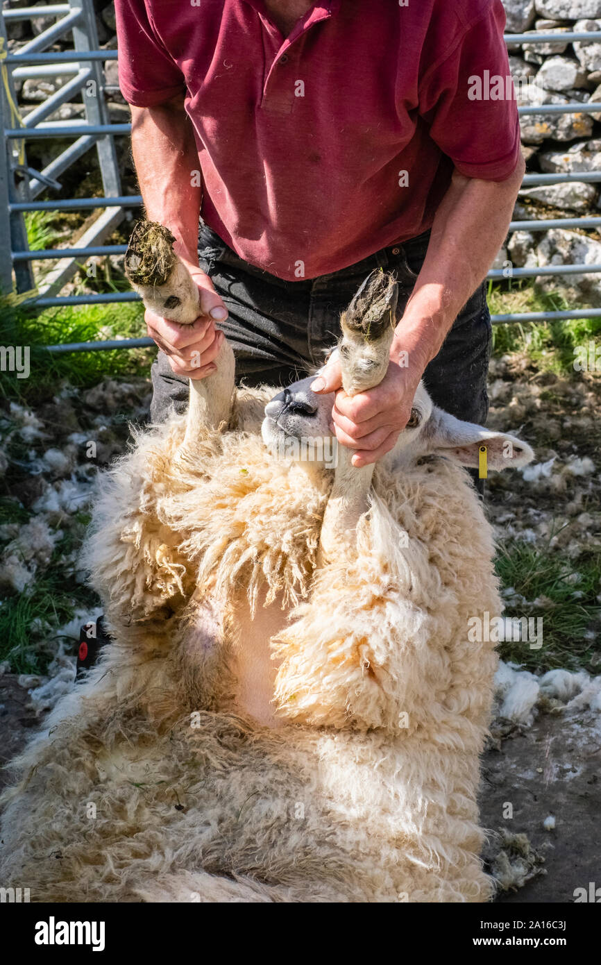 Sheep shearing is the process by which the woollen fleece of a sheep is