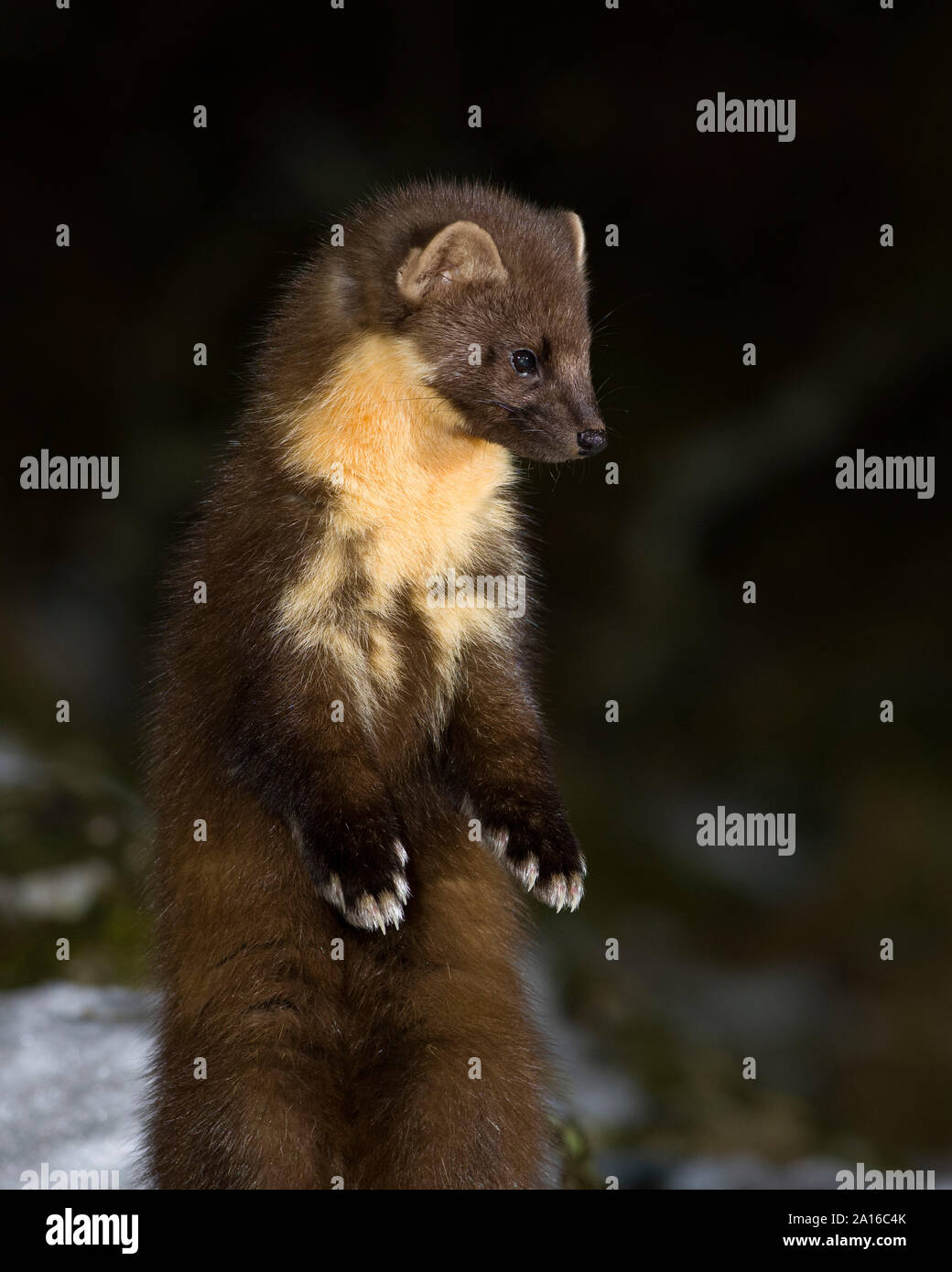 Pine marten in forest at Scotland Stock Photo