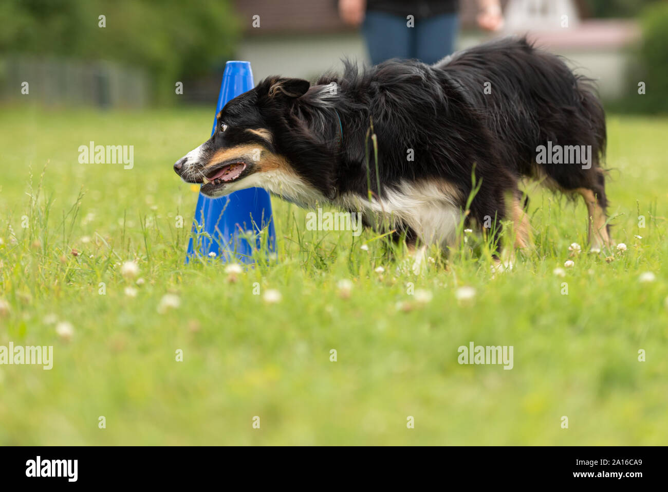 Fast Border Collie dog runs around a pylon Stock Photo - Alamy