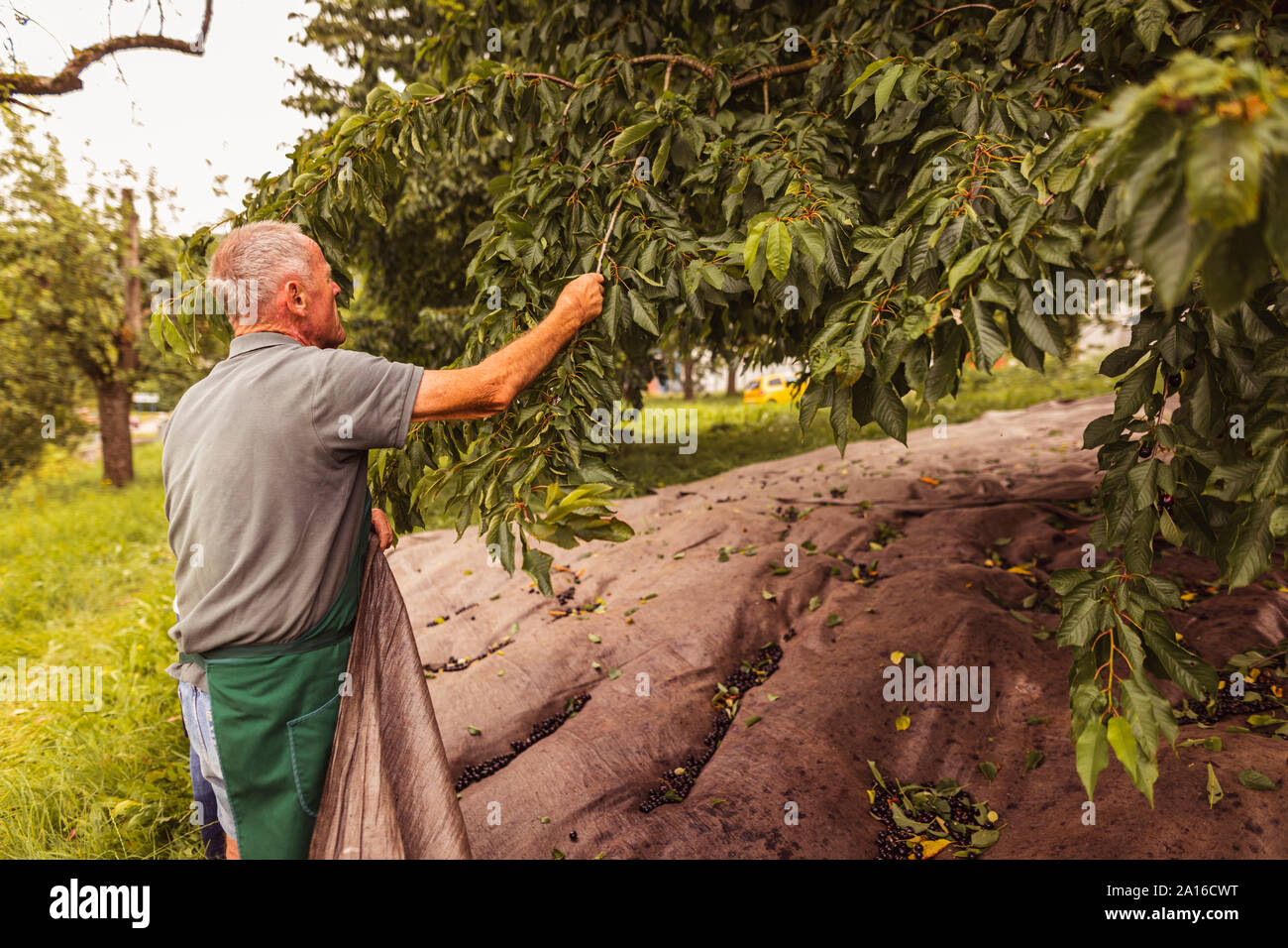 Senior man at tree during cherry harvest in orchard Stock Photo