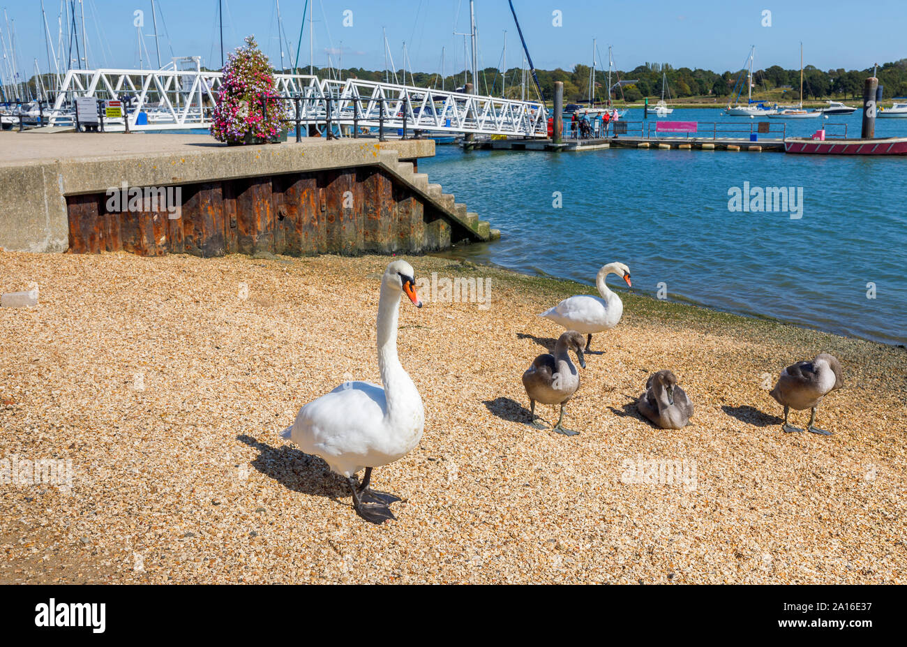 Swans on the River Hamble shoreline at Hamble-le-Rice, a coastal village in the Solent in the Borough of Eastleigh, Hampshire, south coast England, UK Stock Photo