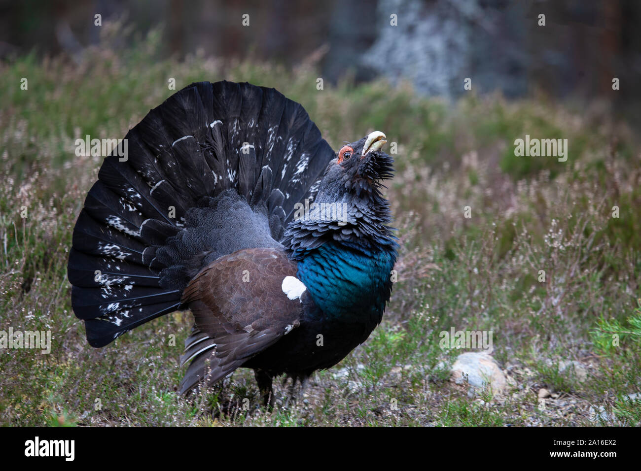 Male Capercaillie Tetrao urogallus displaying in a forest clearing in Scotland Stock Photo