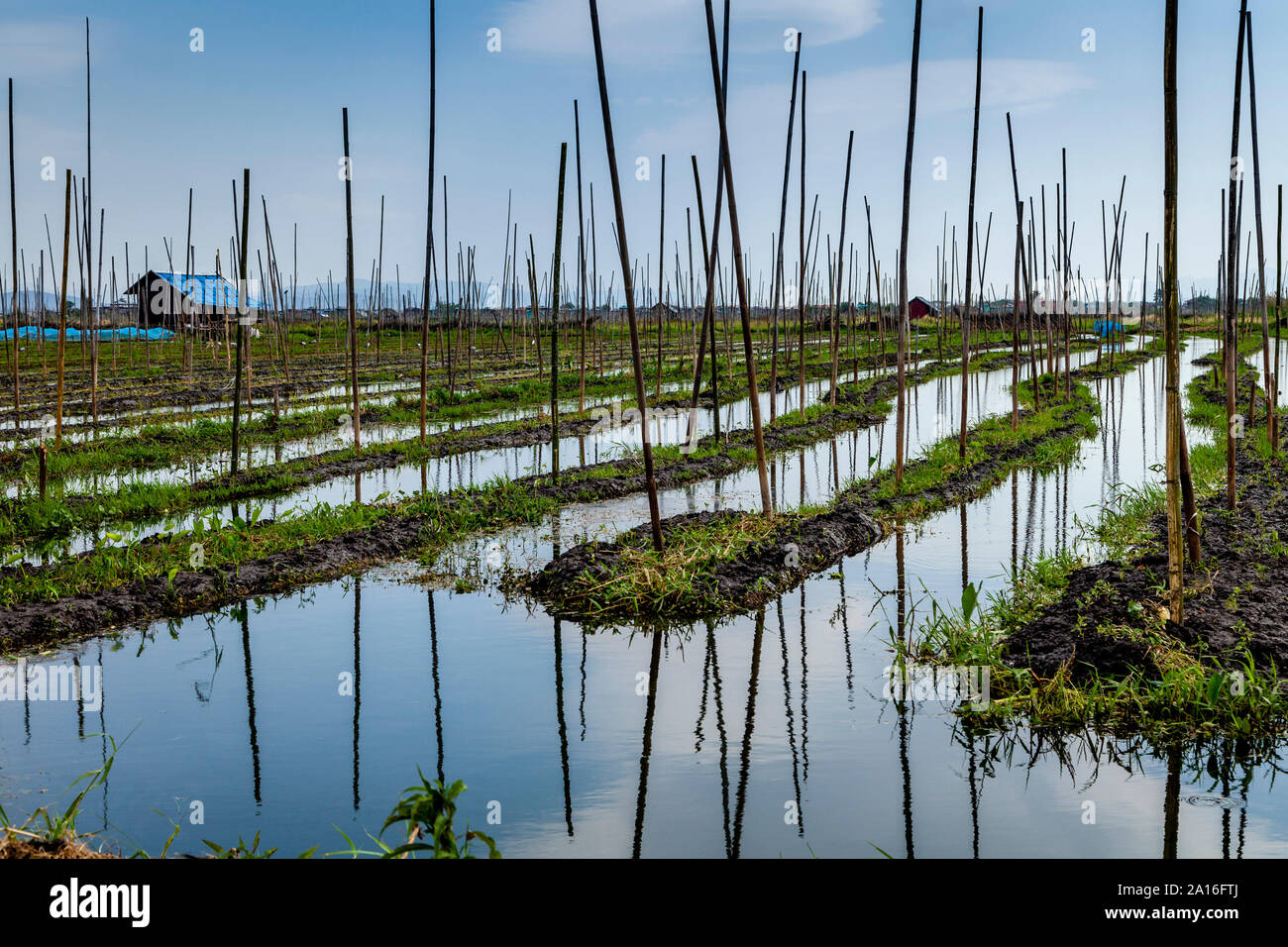 Floating Gardens, Lake Inle, Shan State, Myanmar Stock Photo Alamy