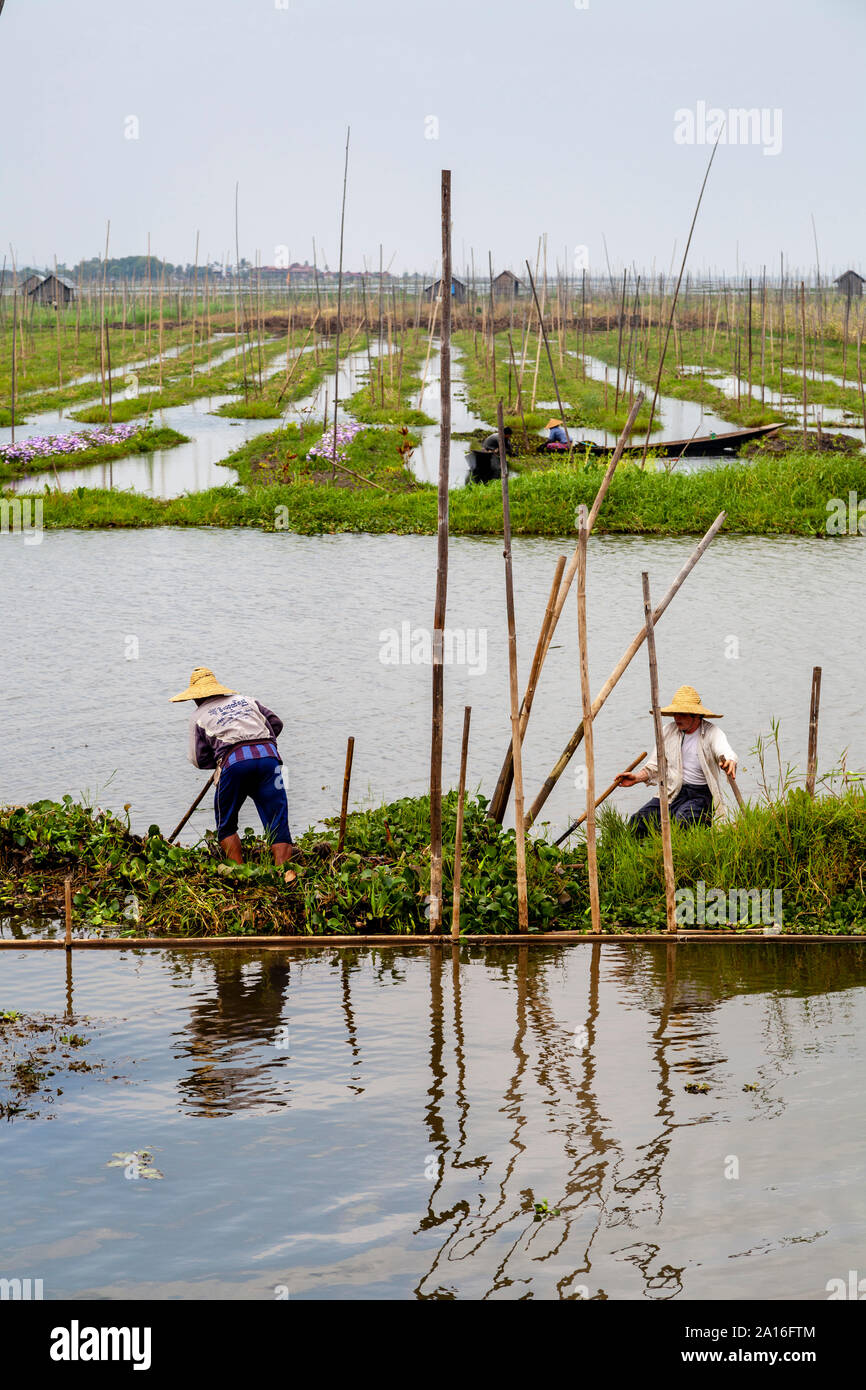 Floating Gardens, Lake Inle, Shan State, Myanmar Stock Photo Alamy
