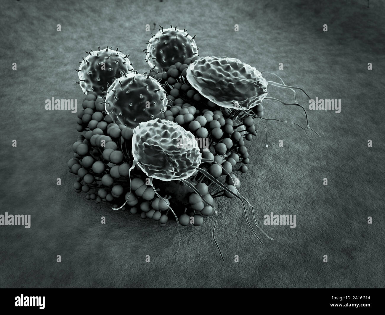 virus and macrophage, T-lymphocytes attack colony of fungi, lymphocytes ...
