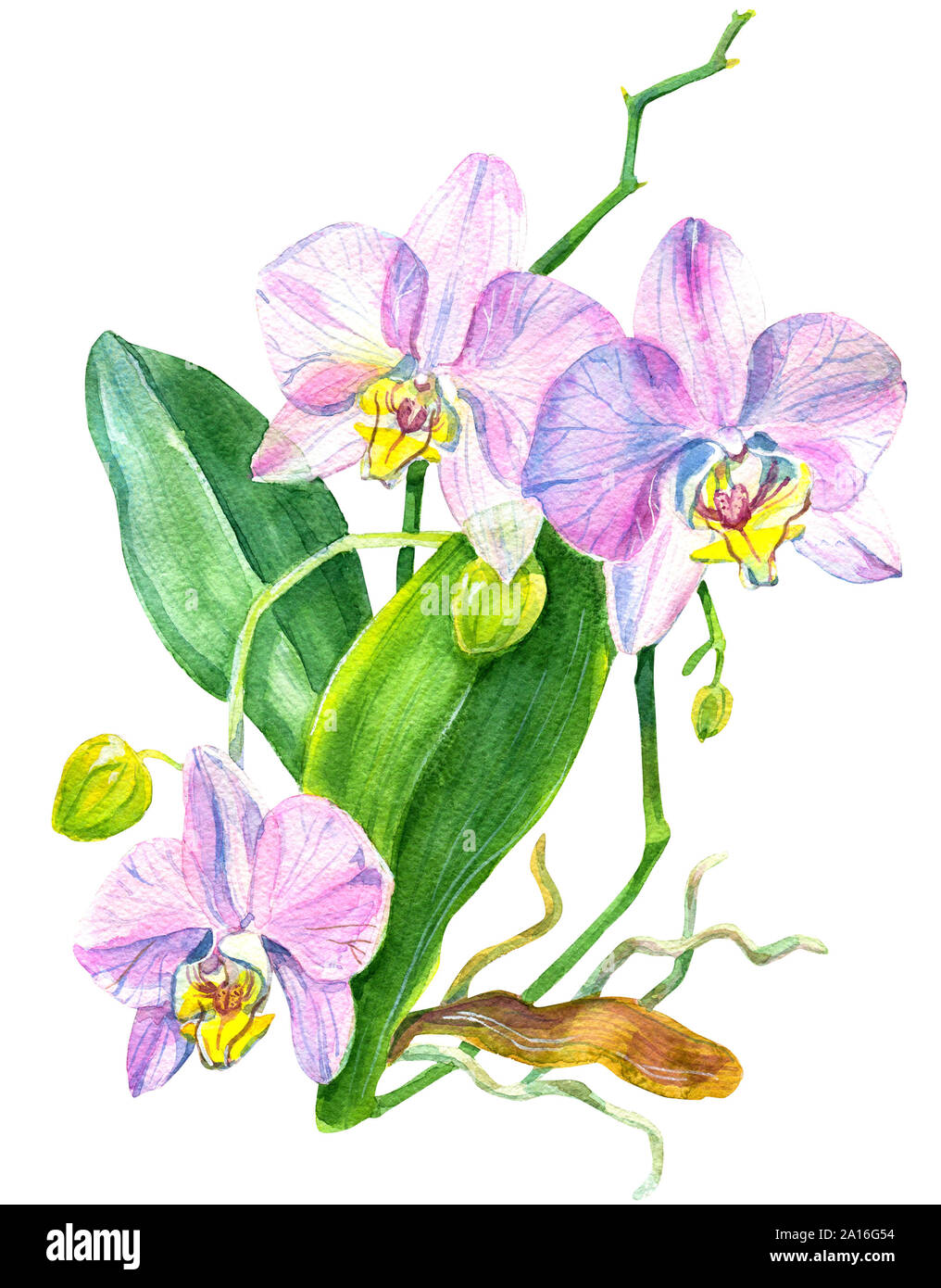 Watercolor orchid flowers seamless pattern. Hand drawn wallpaper design. Stock Photo