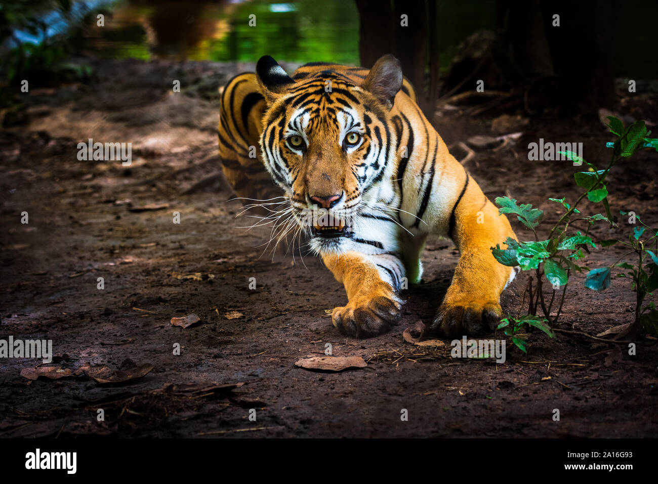 Asian tiger in tropical forest Stock Photo