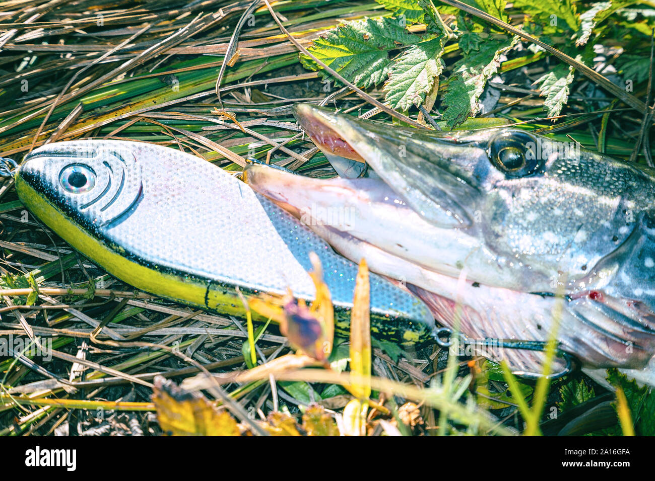 Pike on grass with bait in mouth. Jerkbait Stock Photo