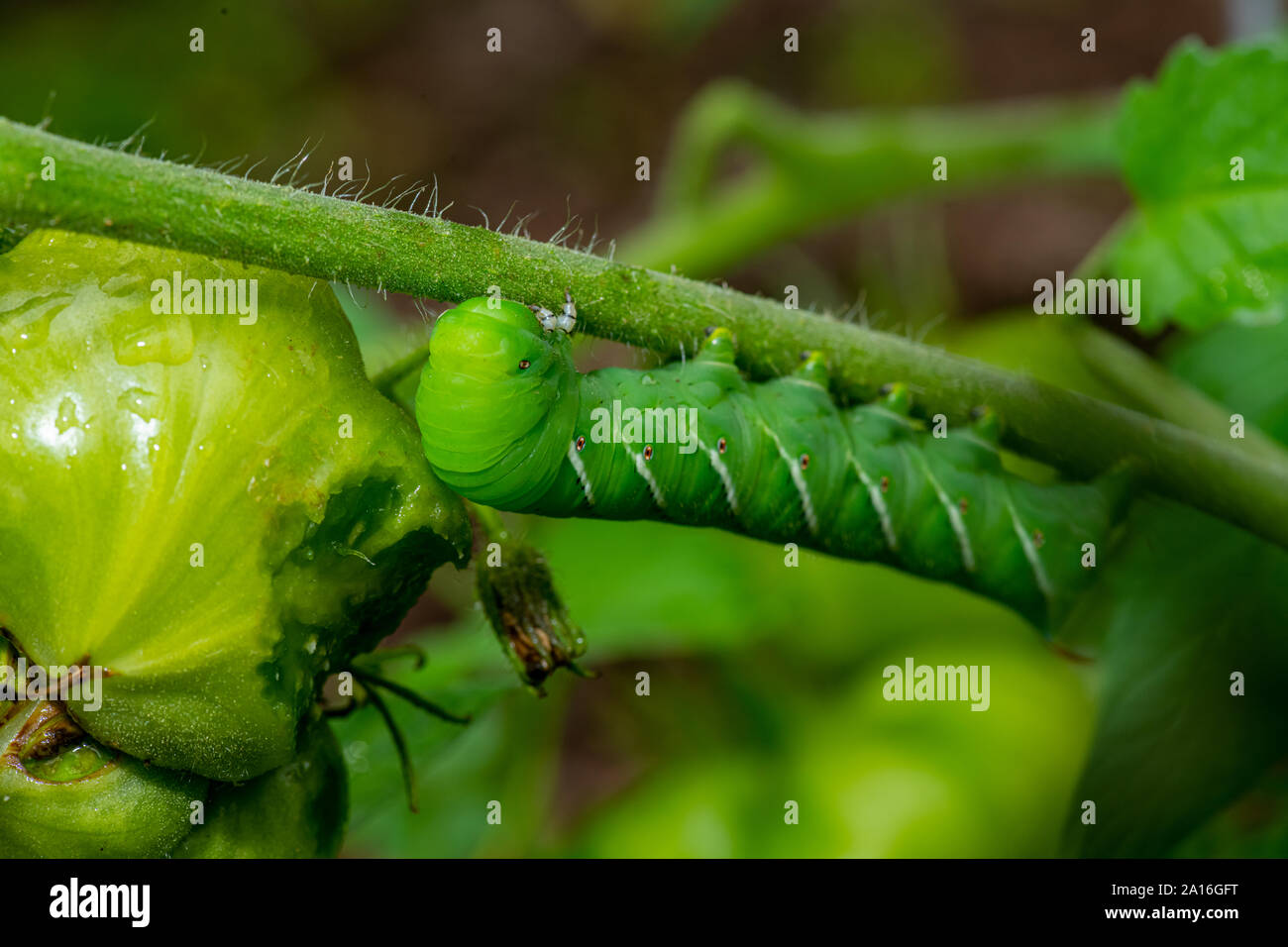 Late instar larva of Manduca sexta, the tobacco hornworm (often mistaken for a Tomato Hornworm) on a tomato plant. Stock Photo