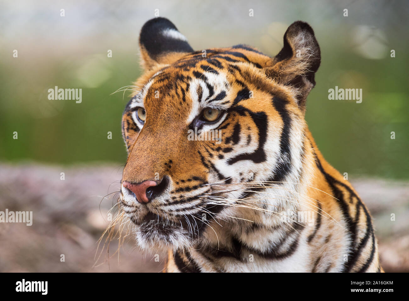 Asian Tiger In Tropical Forest Stock Photo - Alamy