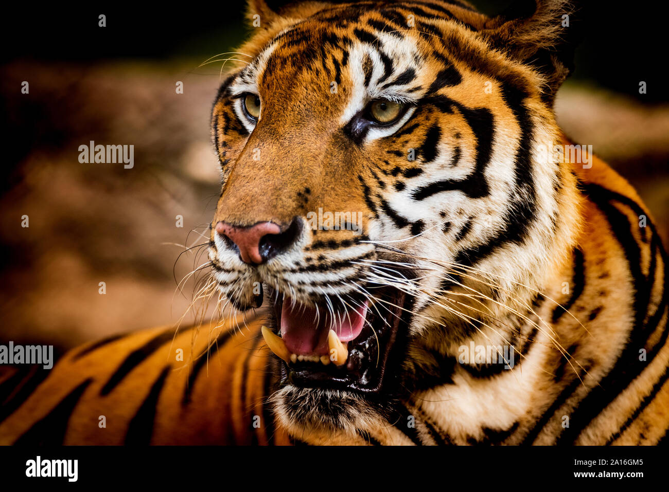 Asian tiger in tropical forest Stock Photo