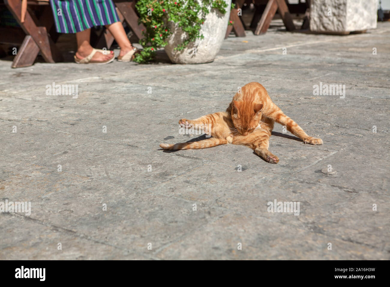 Feline Cat Cafe High Resolution Stock Photography And Images Alamy