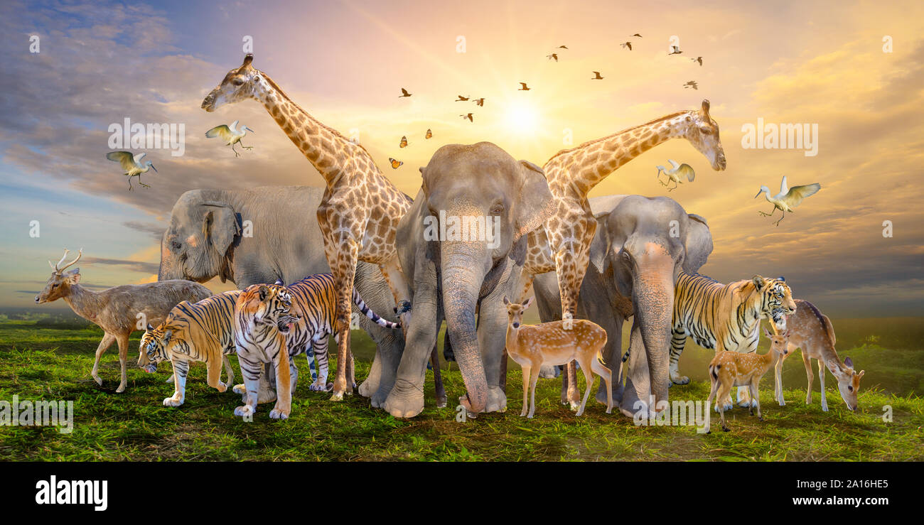 Large group of african safari animals. Wildlife conservation concept Stock  Photo - Alamy