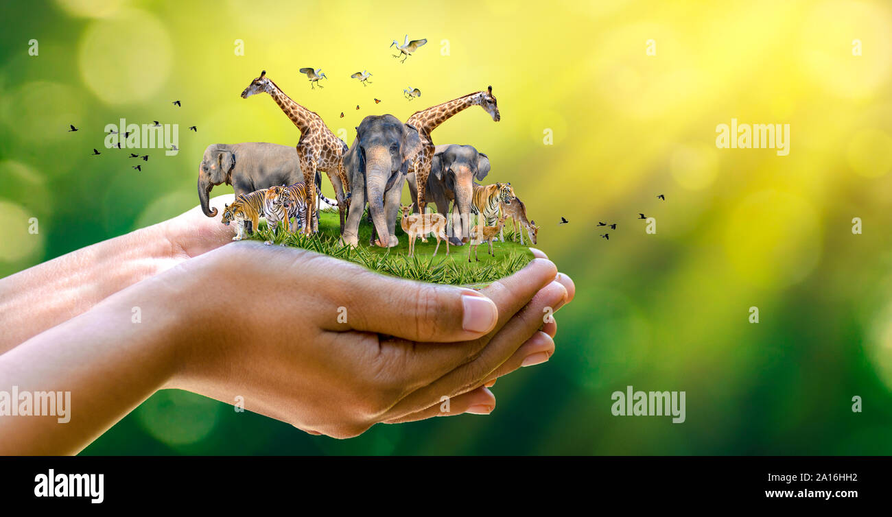 Concept Nature reserve conserve Wildlife reserve tiger Deer Global warming  Food Loaf Ecology Human hands protecting the wild and wild animals tigers d  Stock Photo - Alamy