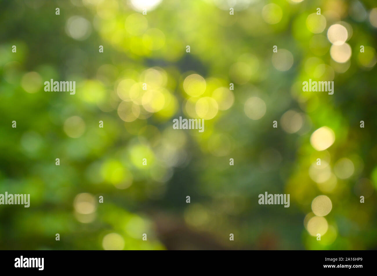 Bokeh blur green background Stock Photo
