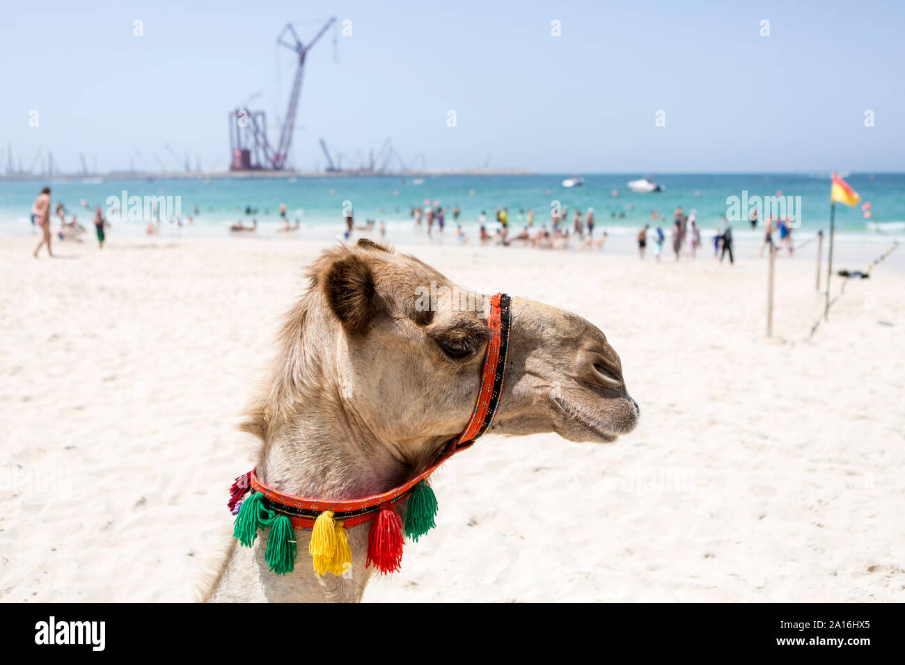 DUBAI - A camel for tourist rides on the beach at Dubai Marina. In the background the construction site of the world's largest ferris wheel. Stock Photo