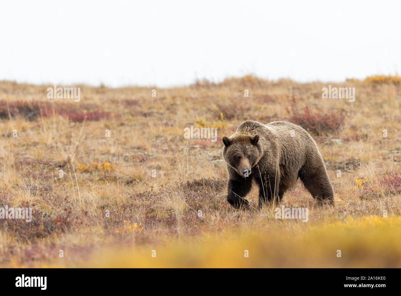 Grizzly Bear in Alaska in Autumn Stock Photo