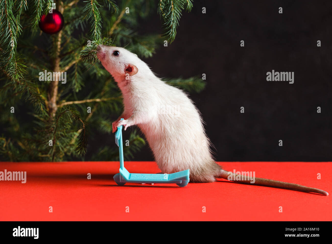 Happy New Year 2020. Christmas composition with a real rat, symbol of the year. Rat on a mini scooter near a Christmas tree with toys Stock Photo