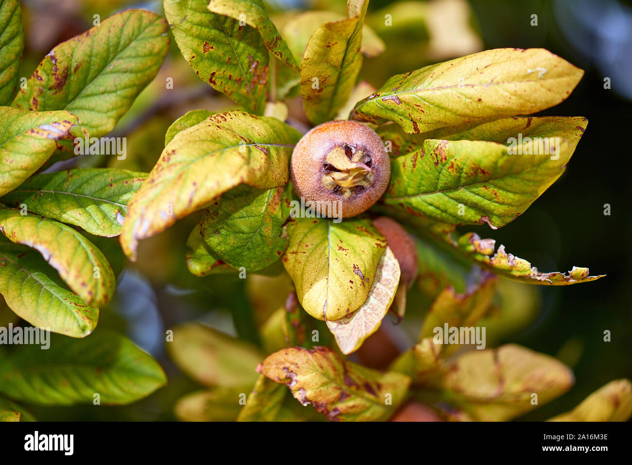 Healthy Medlars in fruit tree - Bawdy autumn fruit medlar brown Mespilus germanica Stock Photo