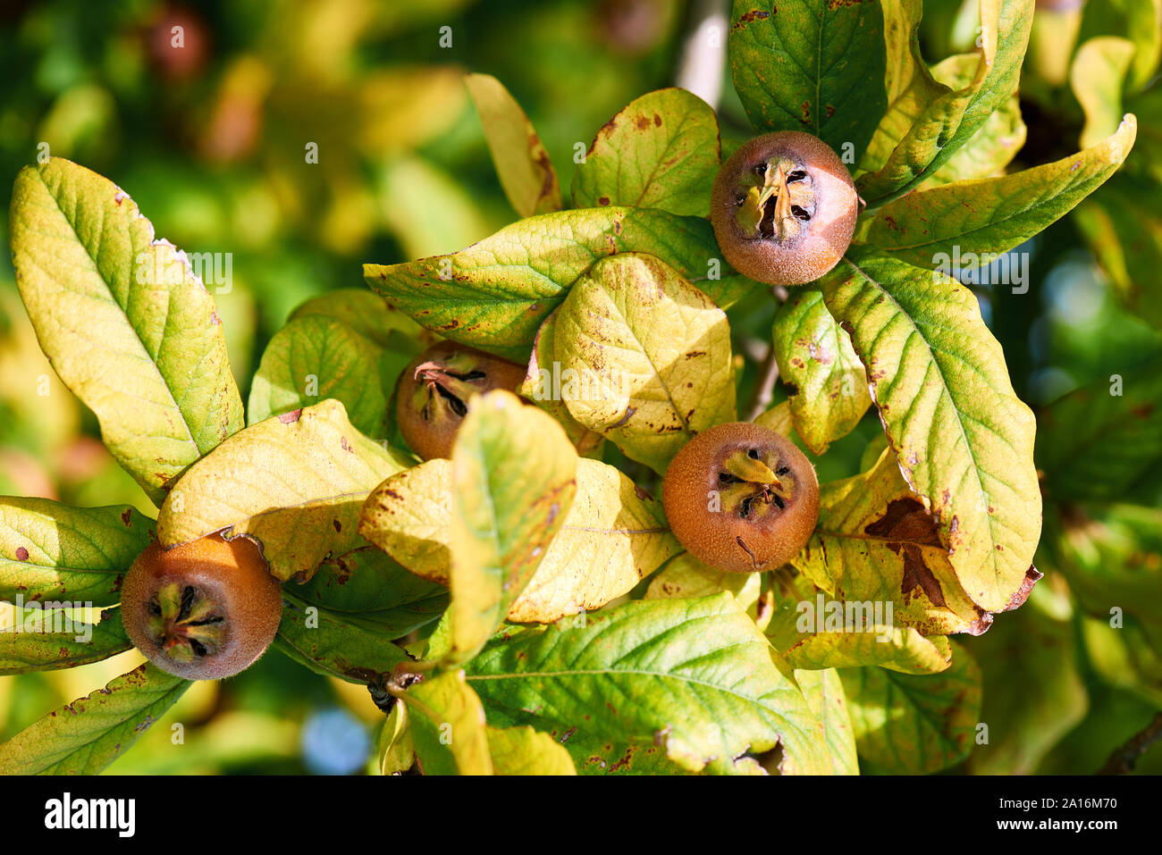 Healthy Medlars in fruit tree - Bawdy autumn fruit medlar brown Mespilus germanica Stock Photo