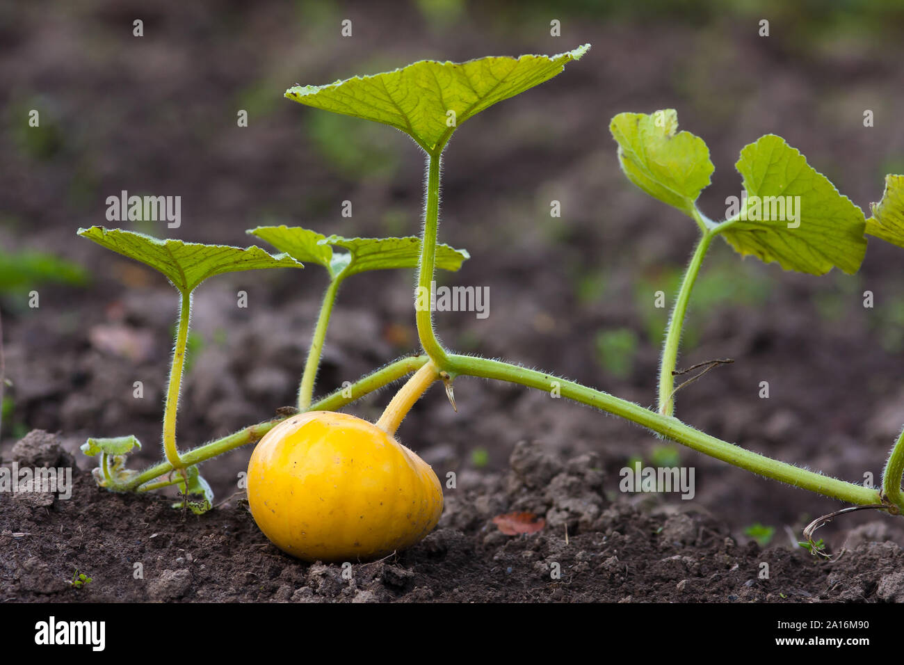 ripe pumpkin on the ground in the vegetable garden Stock Photo - Alamy