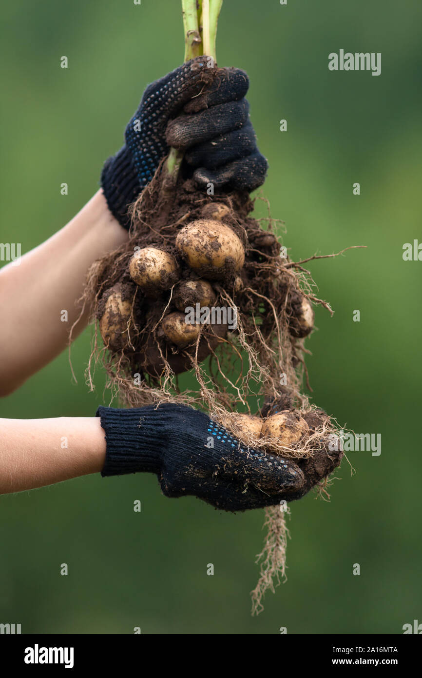 women hands in gloves holding digging bush potato on blurred background Stock Photo