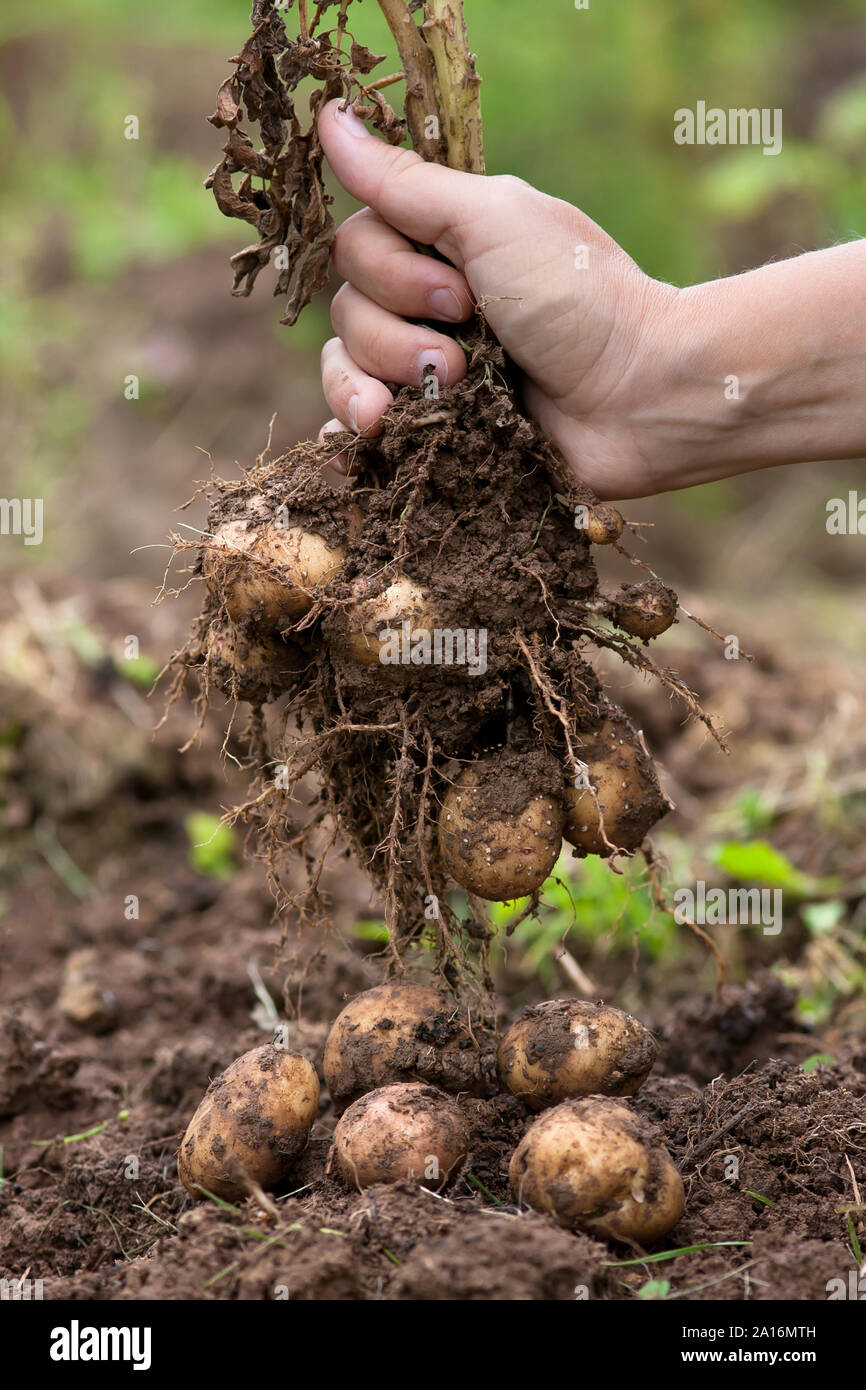 women hand holding digging bush potato, closeup Stock Photo