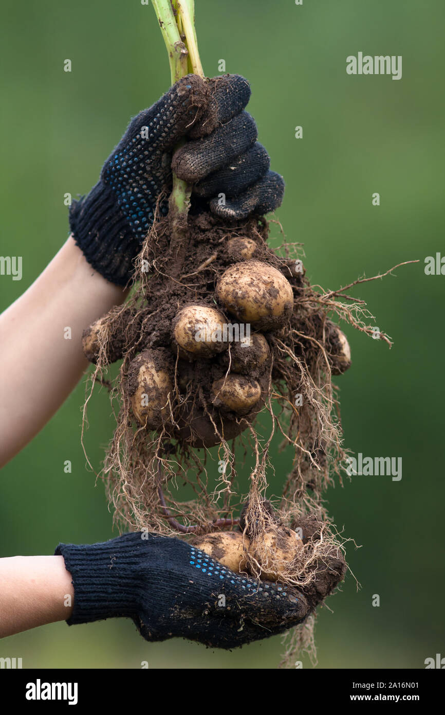 women hands in gloves holding digging bush potato on blurred background Stock Photo