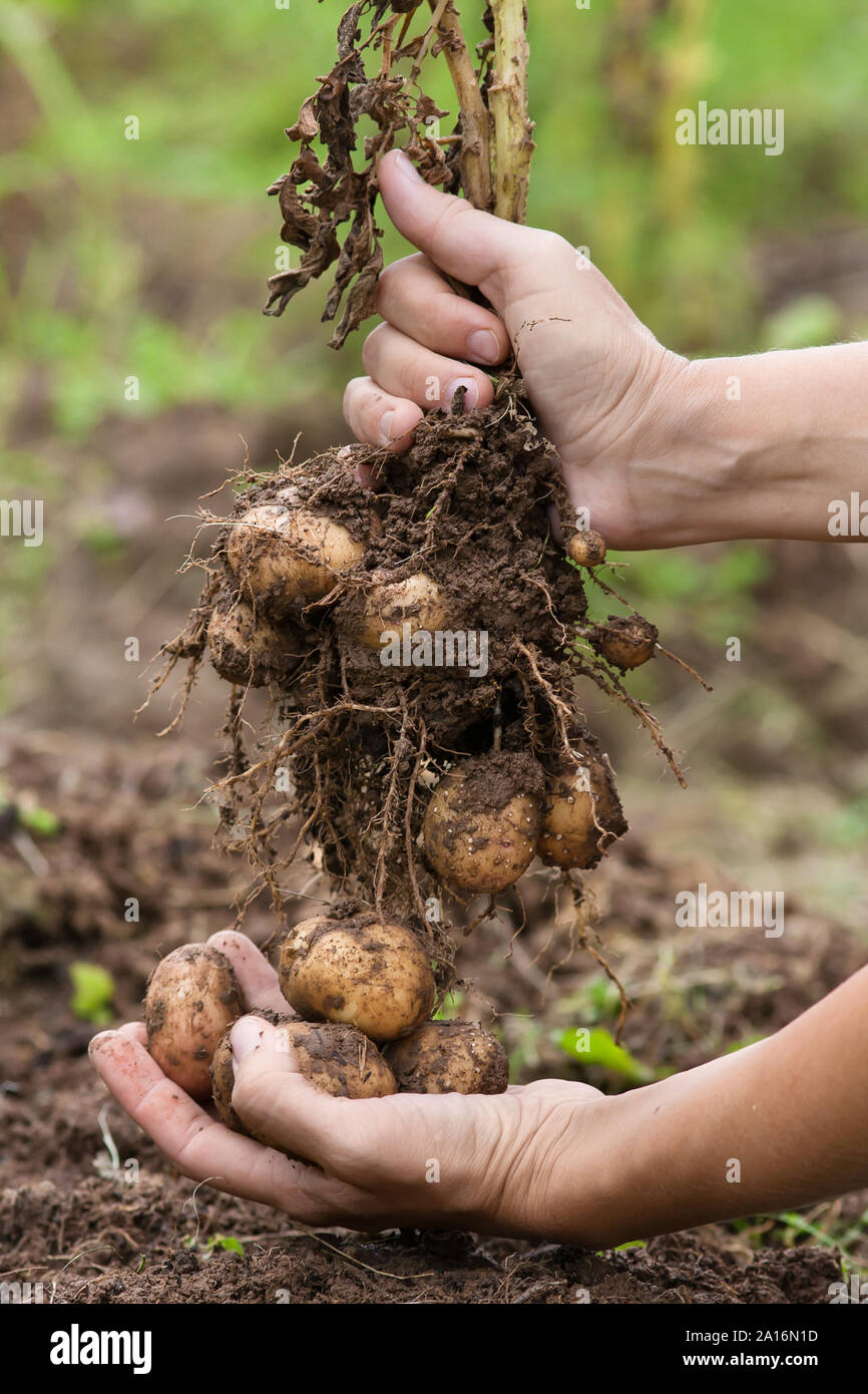 women hands holding digging bush potato, closeup Stock Photo