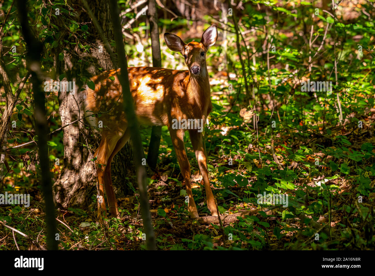 White-tailed deer (Odocoileus virginianus)  fawn standing in a forest. Stock Photo