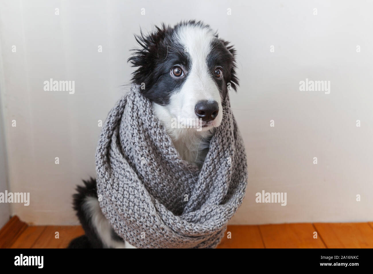 Funny studio portrait of cute smiling puppy dog border collie wearing warm  clothes scarf around neck isolated on white background. Winter or autumn  portrait of little dog Stock Photo - Alamy