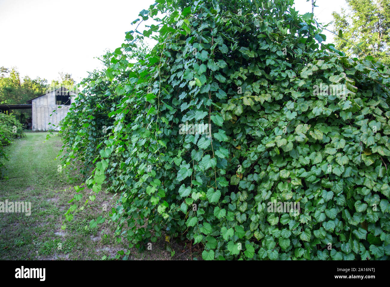 Liana vines hires stock photography and images Alamy