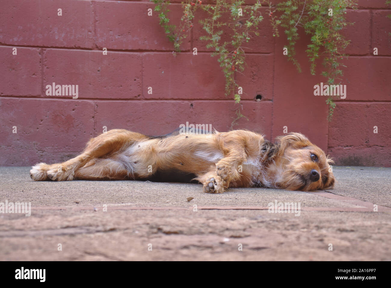 Dog lying comfortably on side looking into camera nearly falling asleep. red brick wll background. Stock Photo