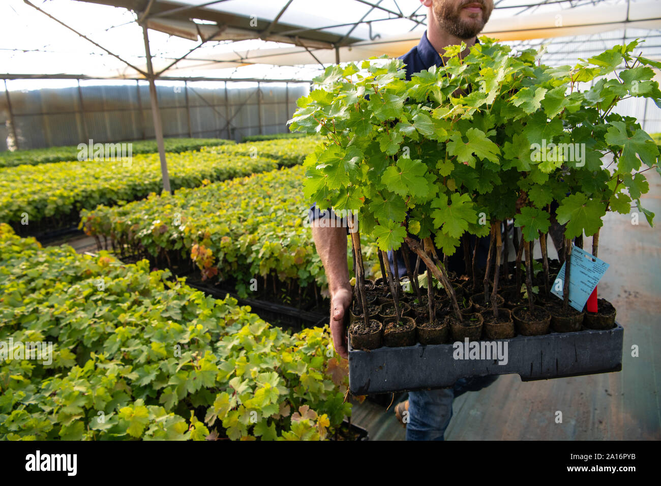 Cultivation of vines under glasshouse, nurseries, greenhouse plantation, Bordeaux Vineyard Stock Photo