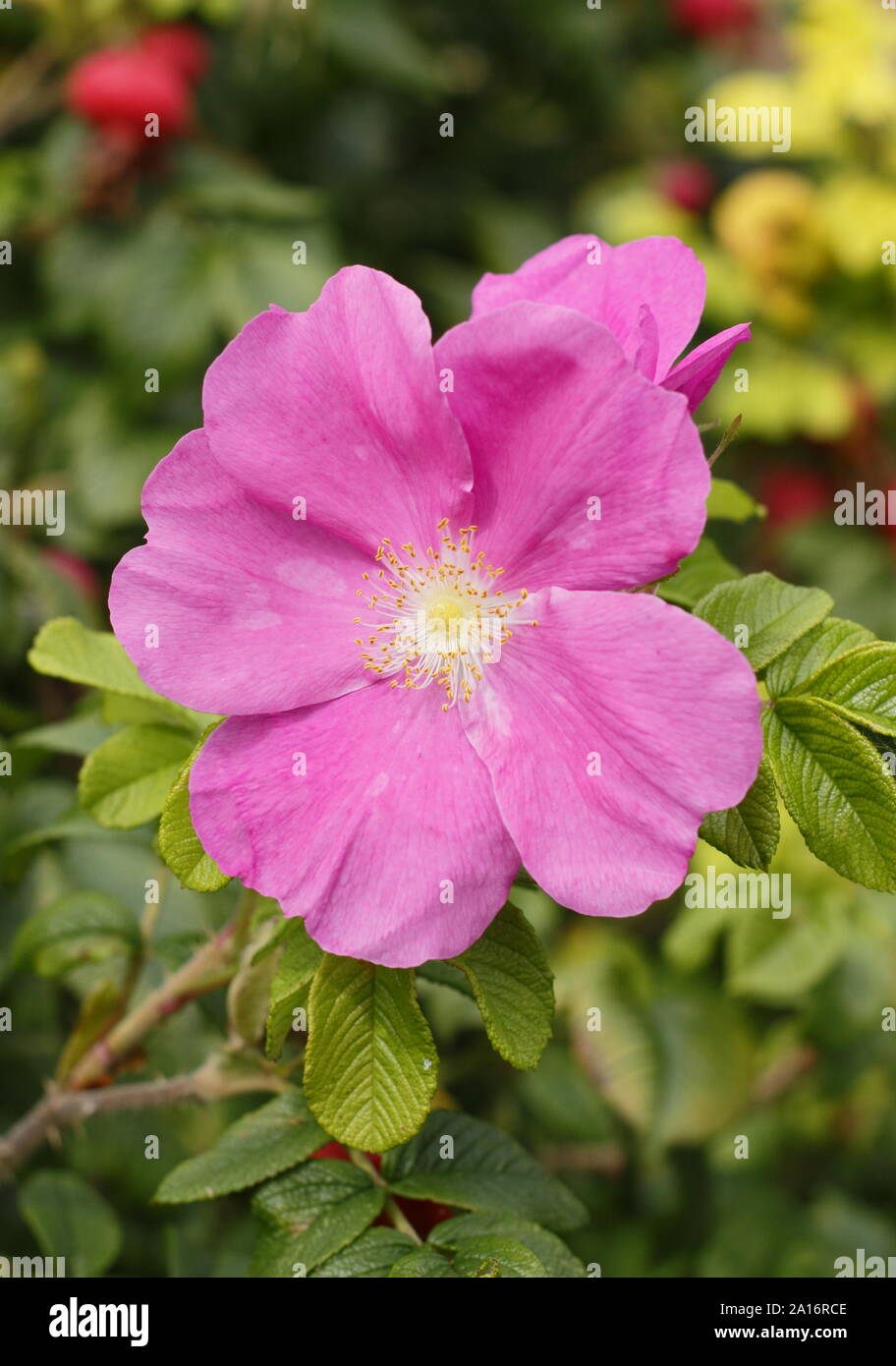 Rosa rugosa 'Rubra'. Blossom and hips of the Red Japanese rose in early autumn. UK Stock Photo