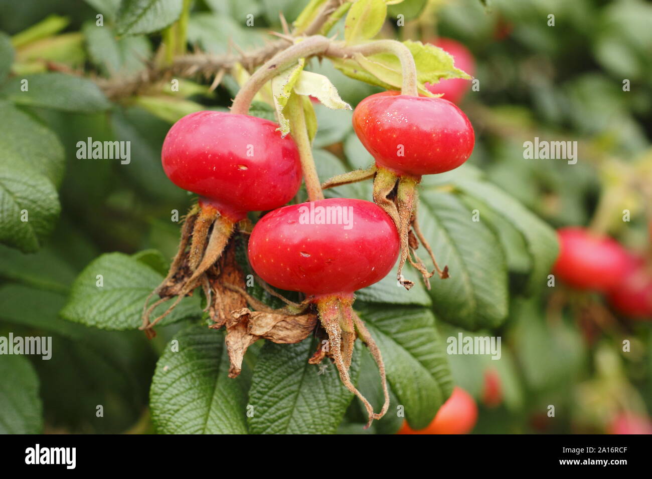 Rosa rugosa 'Rubra'. Hips of the Red Japanese rose in early autumn. UK Stock Photo