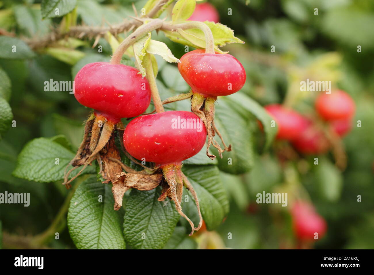 Rosa rugosa 'Rubra'. Hips of the Red Japanese rose in early autumn. UK Stock Photo