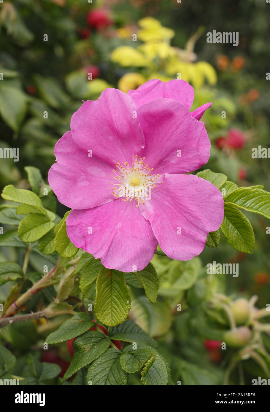 Rosa rugosa 'Rubra'. Blossom and hips of the Red Japanese rose in early autumn. UK Stock Photo
